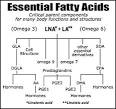 Essential Fatty Acids: What are they and why do we need them?