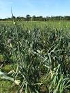 Leek, along with the onion and - via Daymix