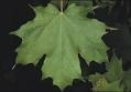 LEAF1.JPG