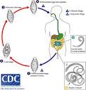 Life cycle of <b>Trichuris</b>
