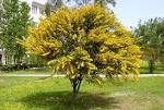 File:<b>Acacia</b> cyanophylla.jpg