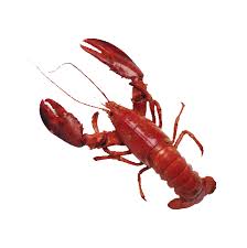 images?q=tbn:ANd9GcTOOXo-cjHc6orRcTlm95pXXLNCh_kMXbKtJPLvpf_e5i-xTMnhkw