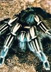 Costa-Rican Zebra Tarantula (Aphonopelma seemanni) Care Sheet