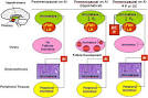 http://ars.sciencedirect.com/content/image/1-s2.0-S0015028206002287-gr4.jpg