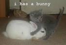 Lovely Cat and Bunny pics | Cat and Bunny