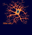 Brain Explorer - glial cells