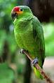 Red-lored Amazon - Wikipedia, the free encyclopedia