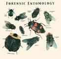 Forensic Entomology | Crime Scene Investigator (CSI) and forensics ...