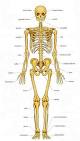 Bones