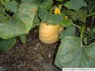 Cucurbita pepo L. In English This image is provided by the author under - via Daymix