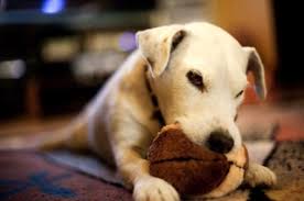 Soft dog toy - plush target 