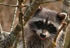 TrekNature | Treed Racoon Photo