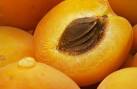Goodies: Apricot Oil « Allergen Free Lifestyle Blog