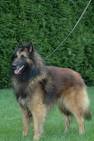 Photo Belgian shepherd tervueren (Dog standard) (Chien de Berger ...