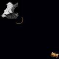 echolocation
