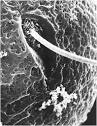 Fertilization - humans, body, used, water, process, plants, form ...
