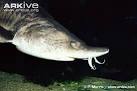 ARKive - European sea sturgeon photo - Acipenser sturio - G2561