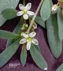 <b>Molluginaceae</b>