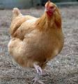 Why Did The Chicken Cross The Road? | John Rachel