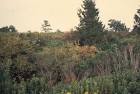 wetland in North Carolina - via Daymix