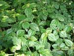 File:Unknown <b>Urticaceae</b> Pilea.