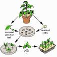 Tissue Culture