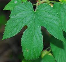 Attēlu rezultāti vaicājumam “Humulus lupulus leaf”
