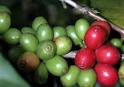 HowStuffWorks How Coffee Works