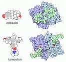 RCSB PDB-