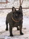 Pedigree big