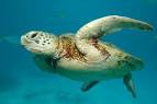 Australia — Fotopedia - via Daymix
