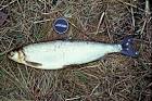 Least cisco fish on grass - via Daymix