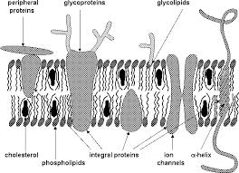 external image images?q=tbn:ANd9GcTRnTbhirdnUlS7vD6j7BGRJCsMIiIE7w2anE1EFIt-n96gC2M&t=1&usg=__peZOLinIdGf2s17Ac0mk0IP6jW8=
