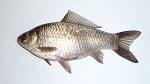 File:Carassius gibelio 2008 G1.jpg - Wikipedia, the free encyclopedia