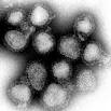 Hong Kong flu - Wikipedia, the free encyclopedia