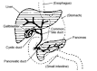 <b>Biliary tract</b>