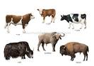 examples of ungulate <b>mammals</b>