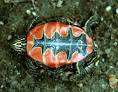 HerpNet.net - Iowa Reptiles and Amphibians - Painted Turtle ...
