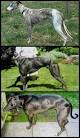 Bully Whippet, Genetic mutations that make your Dog Faster ... 