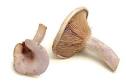 Cook's Thesaurus: Mushrooms