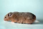 File:Golden hamster side 1.jpg - Wikipedia, the free encyclopedia