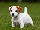 hund pronunciation