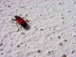 Some sort of firebug, - via Daymix