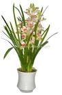 Cymbidium | fairy landscape