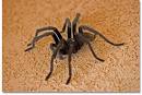 Tarantulas - DesertUSA