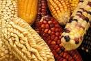 American Native Food