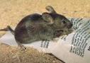House Mice