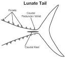 ODFW Marine Sport Fish IDODFW Marine Sport Fish Identification Key ...