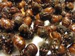 Hormigas Culonas/Big Butts Ants/ Atta laevigata | Zoom's Edible Plants
