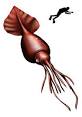 Colossal squid - Wikipedia, the free encyclopedia